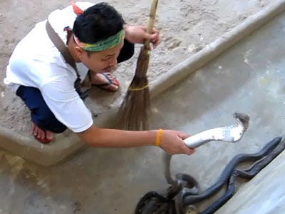 đ&aacute;nh chết rắn